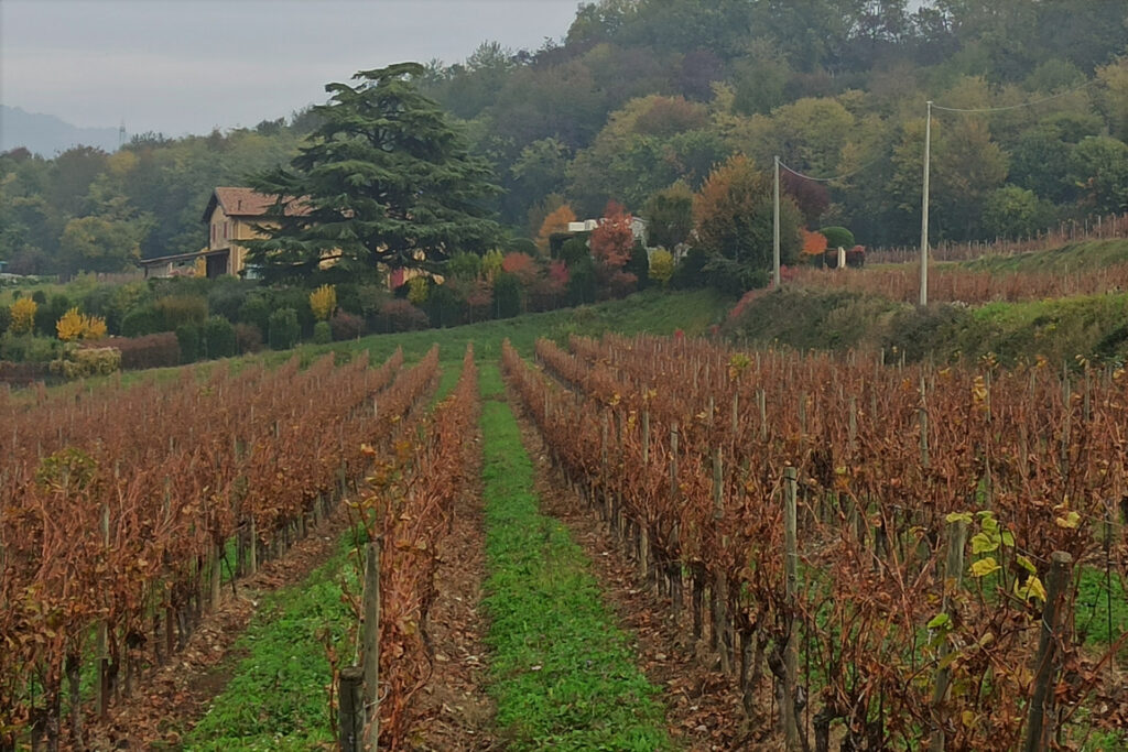 Vigneto di Franciacorta con i colori dell'autunno