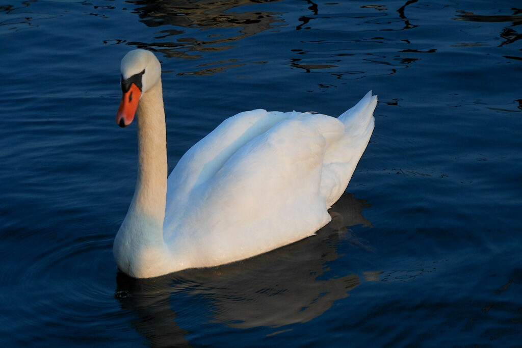 Visita guidata - Peschiera del Garda Un abitante