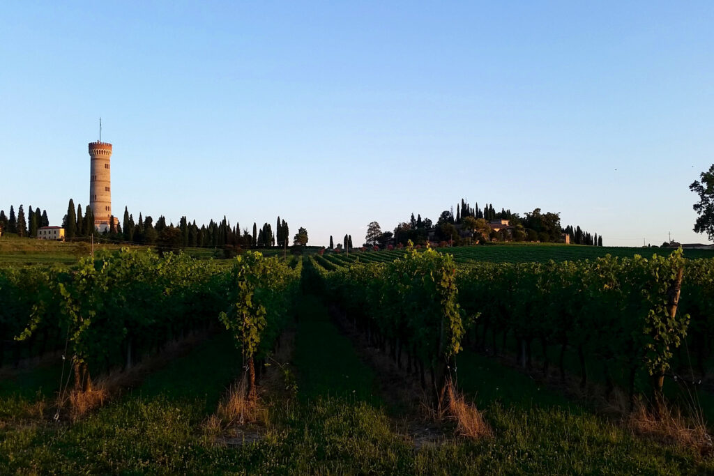 Visita guidata - San Martino della Battaglia Vigneti delle colline del Lugana