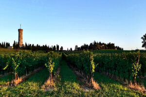 Vigneti del Lugana